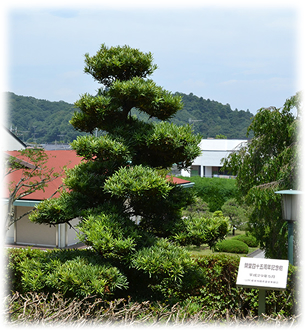 建立記念樹（槇）